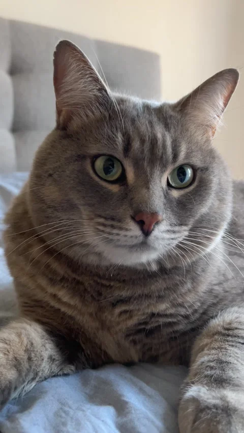 Grey cat lying on a bed, expressive eyes darting from side to side Video stock 285373199