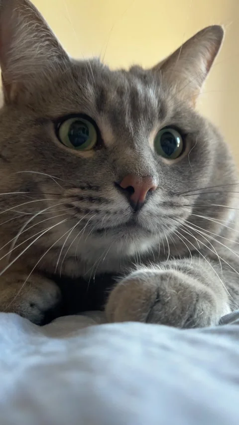 Grey cat lying on a bed, expressive eyes darting from side to side Stock Footage 285373299