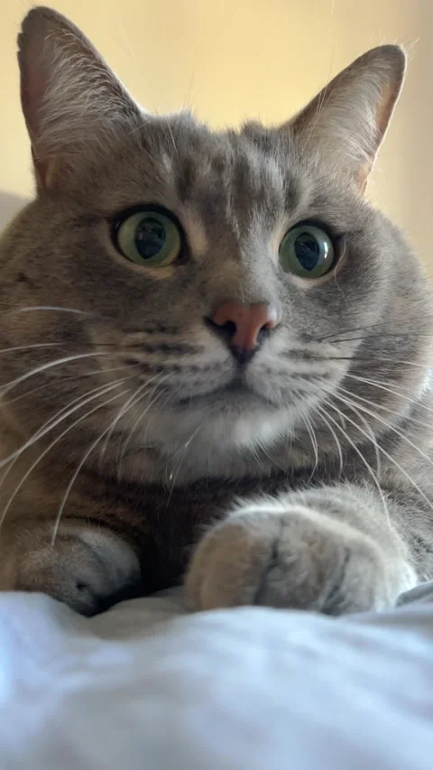 Grey cat lying on a bed, expressive eyes darting from side to side Stock Footage 285373300