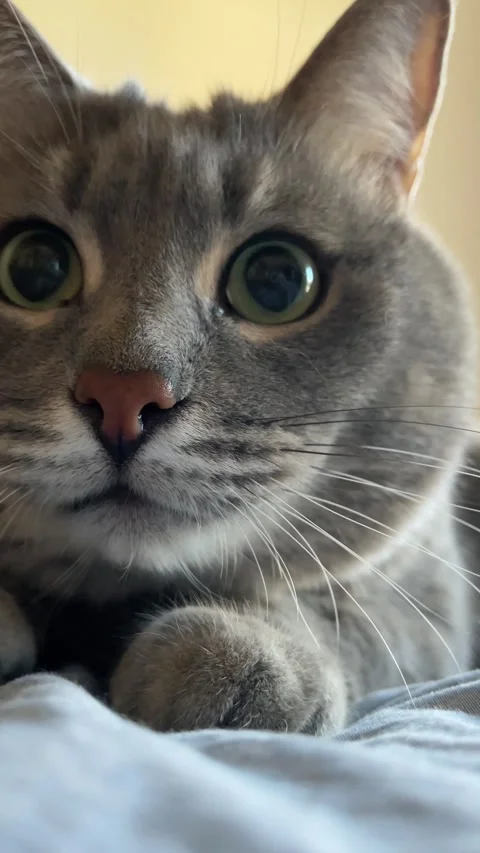 Grey cat lying on a bed, expressive eyes darting from side to side Stock Footage 285373307