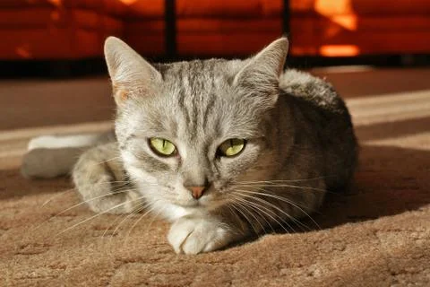 Grey cat lying on the carpet Stock Photos