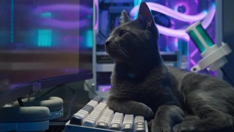 Grey cat is lying on the computer keyboard, looking serious, and appears to be Stock Footage 292281647
