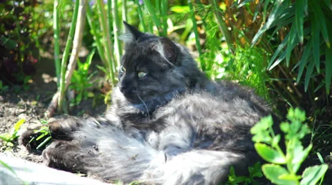 Grey cat lying in the grass Stock Footage 29911966