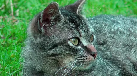 Grey cat lying on the grass Stock Footage 36678300