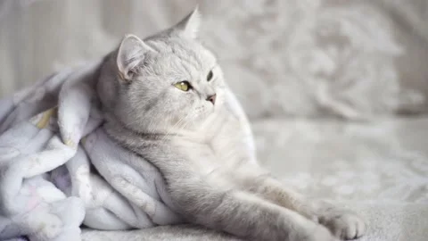 Grey cat lying on a grey sofa. Stock Footage 172548884
