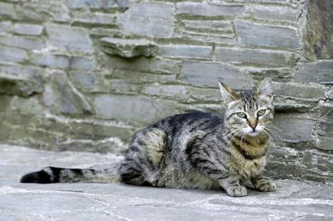 Grey cat lying on ground Stock Photos