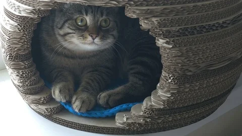 Grey cat lying in pet house and looking in camera Stock Footage 82630158