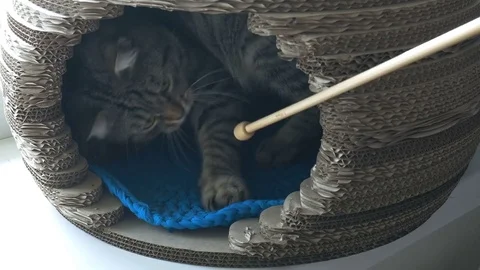Grey cat lying in pet house and playing with wooden stick Stock Footage 82631375