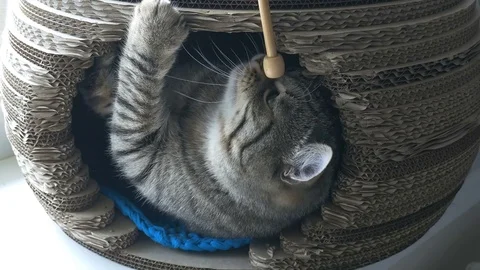 Grey cat lying in pet house and biting the wooden stick Stock Footage 82633104