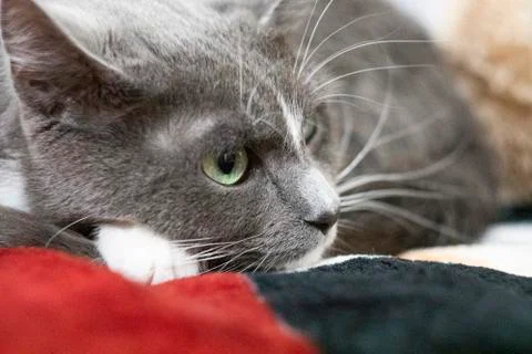Grey cat lying on the sofa close up Stock Photos