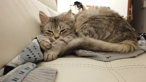 Grey cat lying on a sofa, siberian female Vídeo Stock 123672180