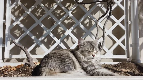 Grey cat lying under. a plant, siberian breed female Stock Footage 127180672