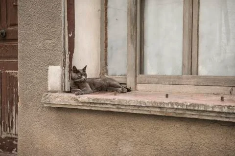 Grey cat lying in a window still of an old house in France Foto stock