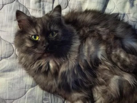 Grey cat mild background lying on a bed Stock Photos