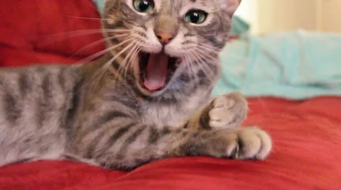 Grey Cat Napping - Big Yawn Stock Footage 53507317