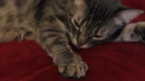 Grey Cat Napping Stock Footage 53506208
