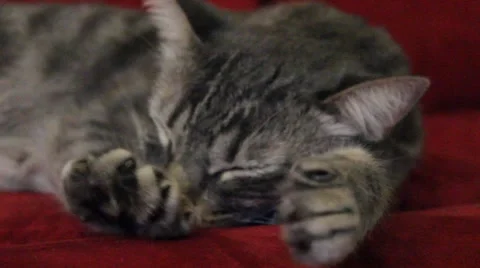 Grey Cat Napping - Stretch Stock Footage 53506443