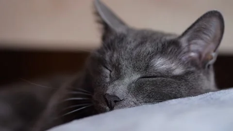 Grey cat naps on white bed in calm morning home interior Stock Footage 312952738