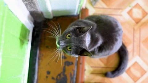 Grey cat near the front door in the daylight the view from the top  Video stock 106935211