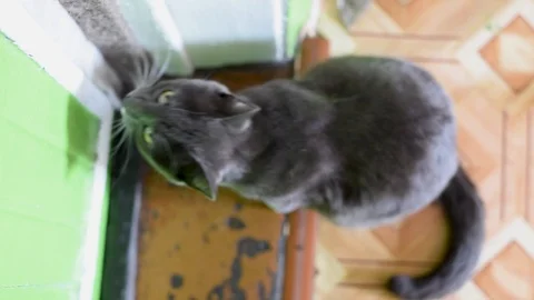 Grey cat near the front door in the daylight the view from the top Video stock 106935277