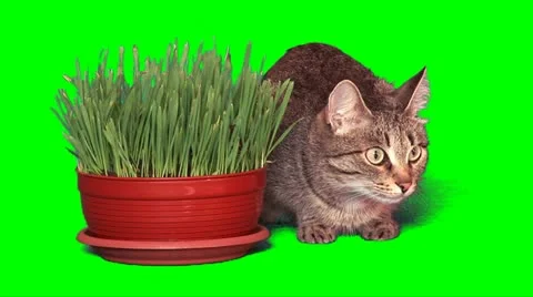 Grey cat near grass Stock Footage 10868461