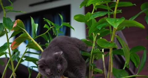 Grey cat nimbly exploring balcony amid dense green plants and window backdrop Stock Footage 321564221