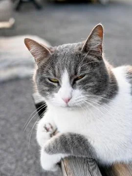 Grey cat outside Foto stock