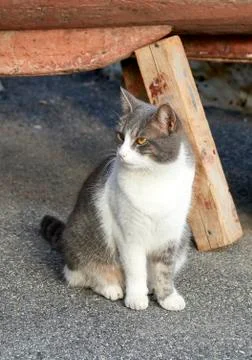Grey cat outside Stock Photos