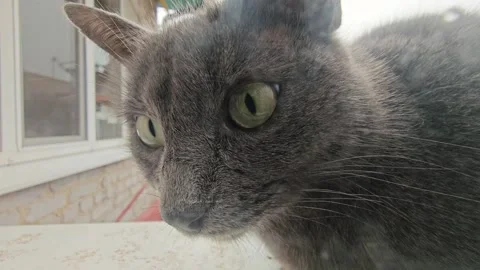 A grey cat outside the window begs to be let into the house Stock Footage 312473388