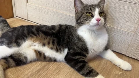 The grey cat is panting from the heat, sprawled on the floor. Video stock 328319470