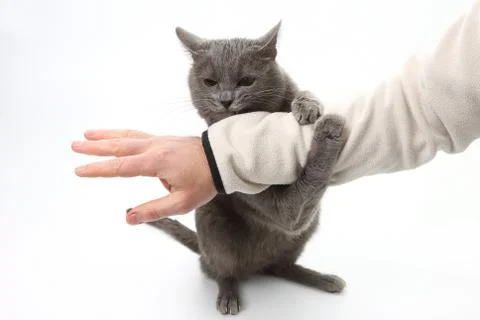 Grey cat paws grabbed the person's hand. Stock Photos