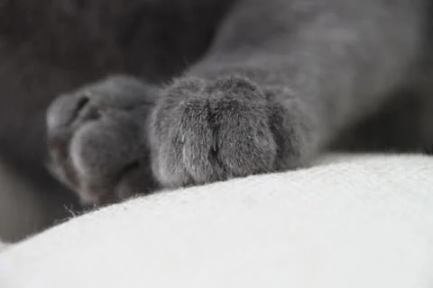 Grey cat paws Stock Photos