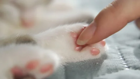 Grey cat paws on white bed. Fluffy kitten paws close-up. Cute cat feet Stock Footage 159343394