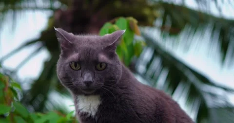 Grey cat perched on palm overlooking lush foliage with white chest patch, alert 動画素材 321563976