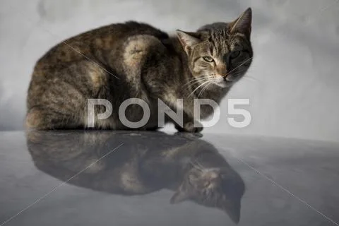 Grey cat Stock Photos