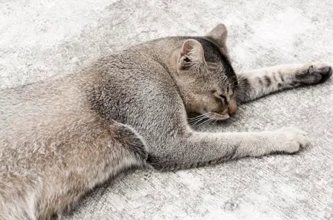 Grey cat Stock Photos