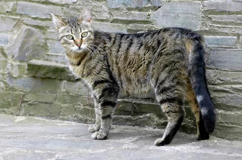 Grey cat Stock Photos