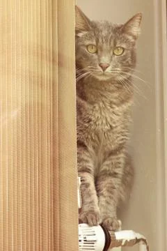 Grey cat Stock Photos