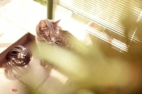 Grey cat Stock Photos