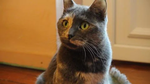 Grey cat Stock Photos