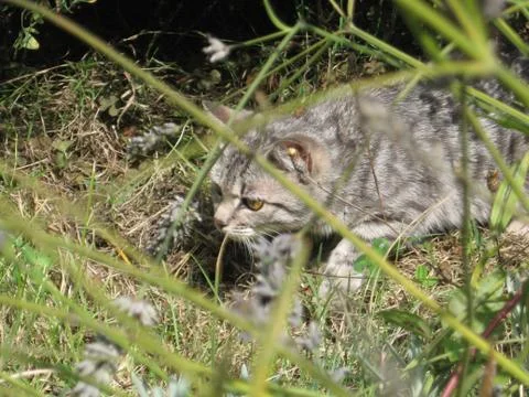 Grey cat Stock Photos