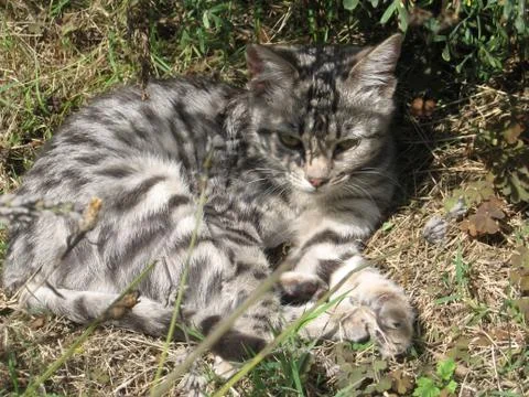 Grey cat Stock Photos