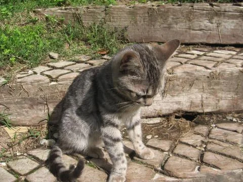 Grey cat Stock Photos