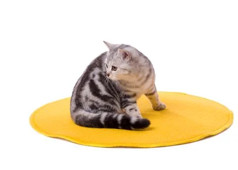 Grey cat Stock Photos