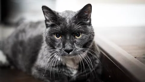 Grey Cat 库存照片