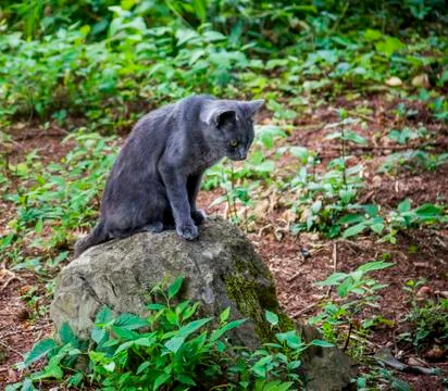 A grey cat Stock Photos