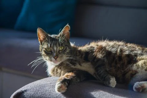 Grey cat Stock Photos