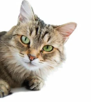 Grey cat Stock Photos