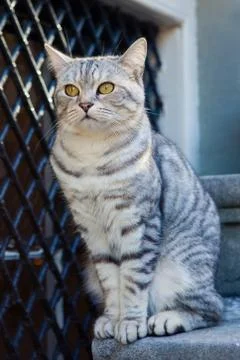 Grey cat Stock Photos