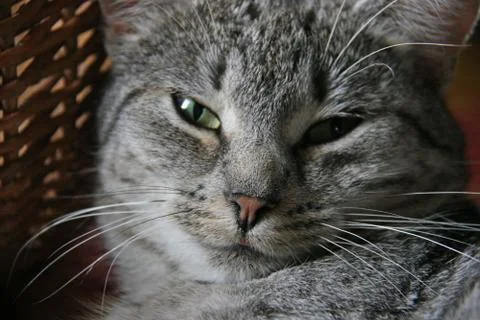 Grey cat Stock Photos